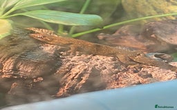 Gecko reptiles for sale: Mourning Geckos and set up - Image 6
