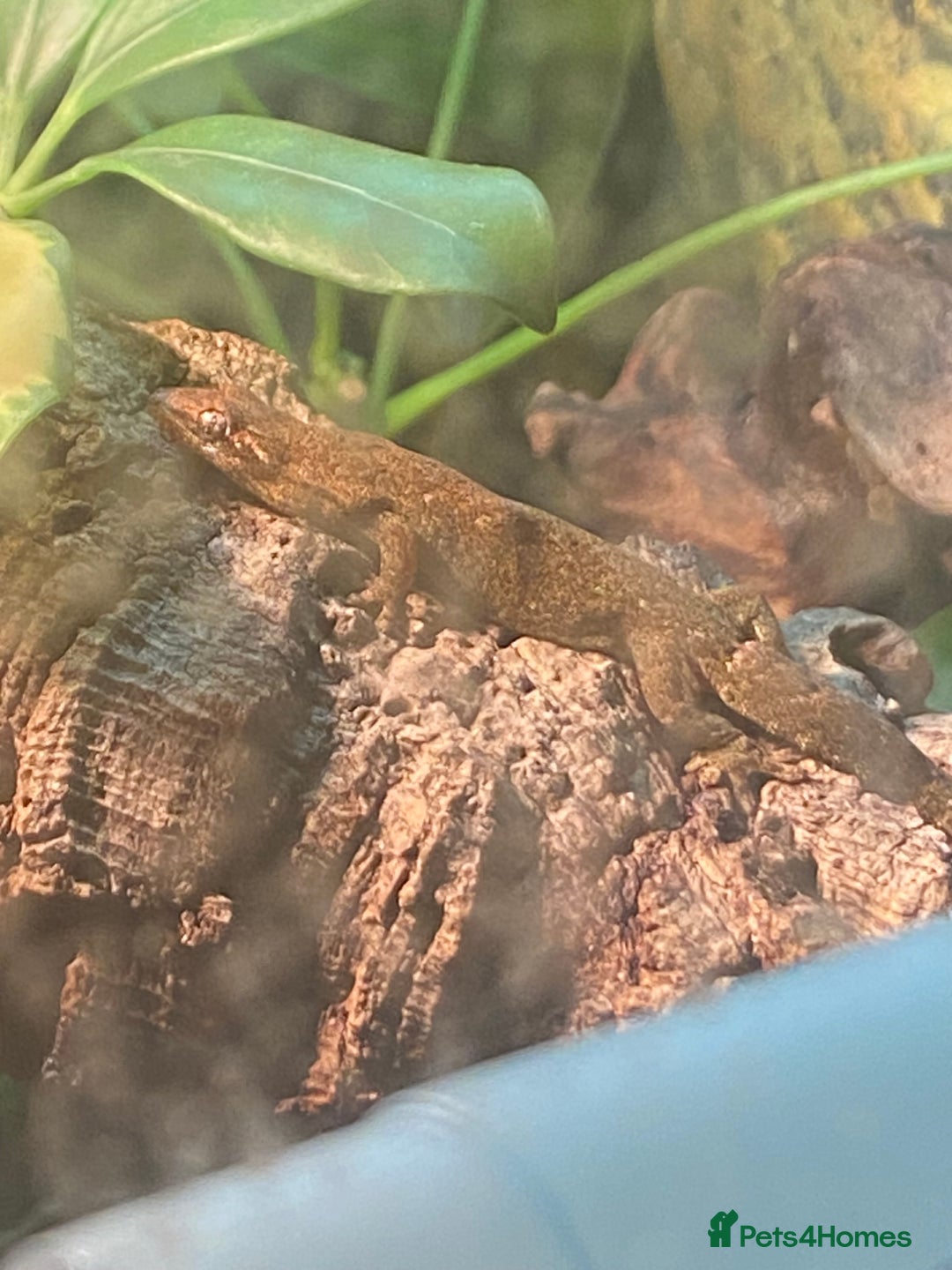 Gecko reptiles for sale: Mourning Geckos and set up - Image 6