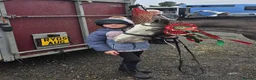 Irish Cob horses for sale: Grey Roan Cob 14hh 6 years old  - Advert 14