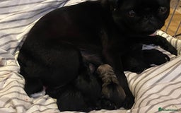 Pug dogs for sale: Beautiful pug puppies from loving family home  - Image 5
