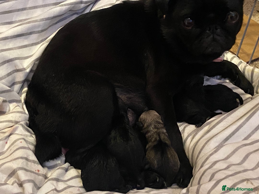 Pug dogs for sale: Beautiful pug puppies from loving family home  - Image 5