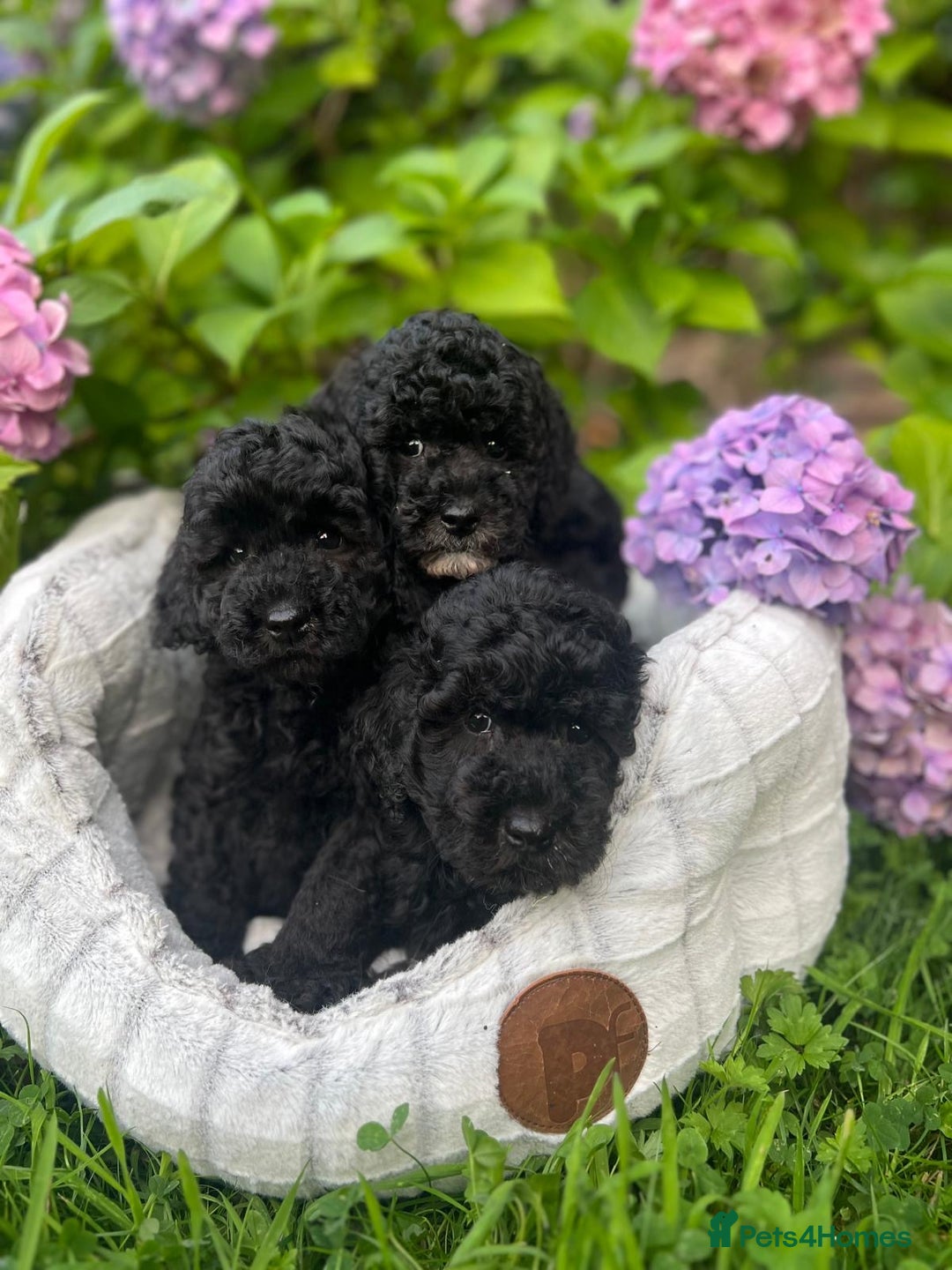 Cavapoo dogs for sale: Cavapoo  - Image 8