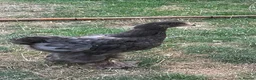 Chickens poultry for sale: Mixed pullets  - Advert 1