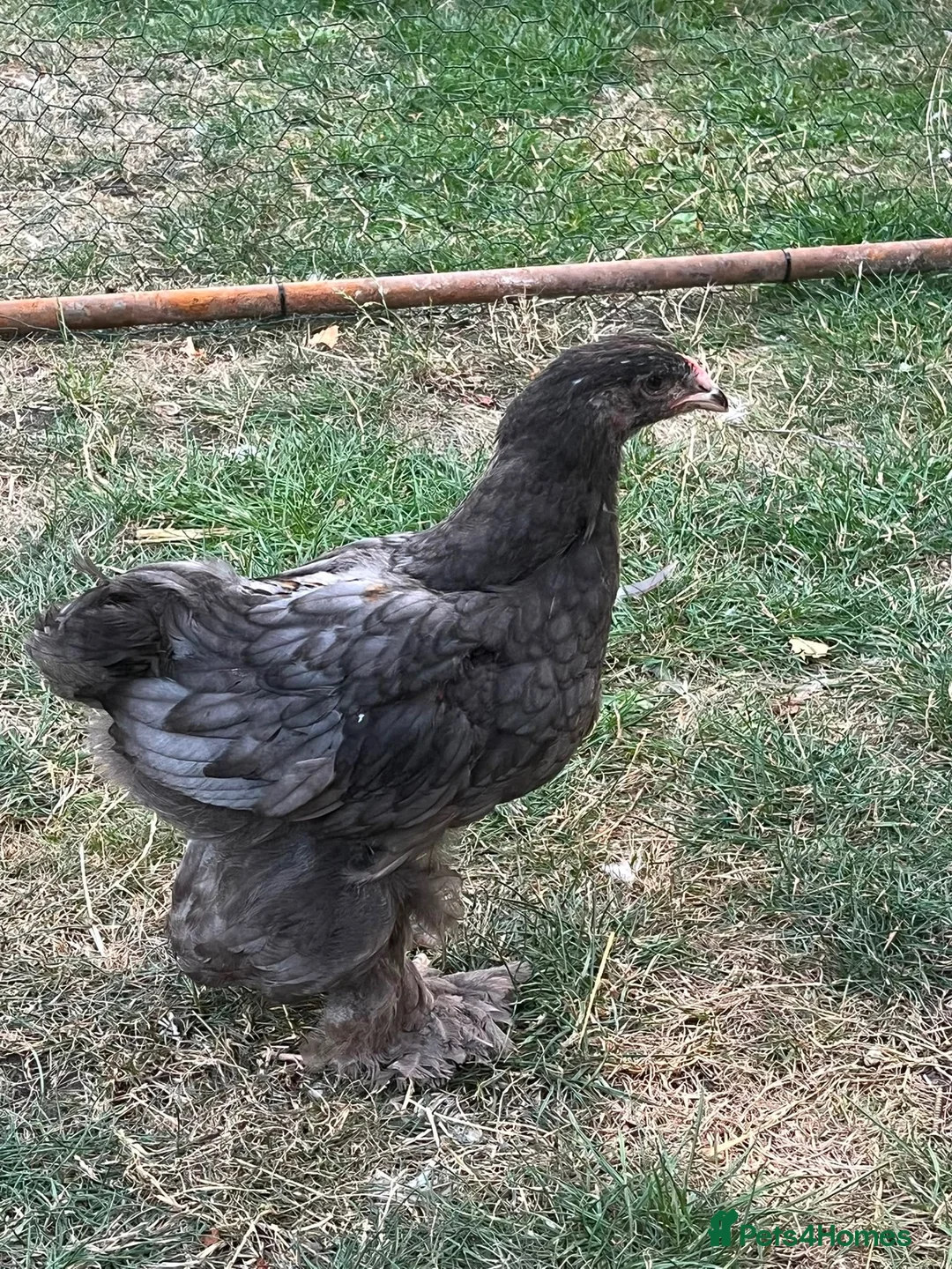 Chickens poultry for sale: Mixed pullets  - Advert 1