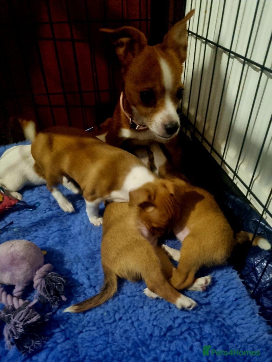 Mixed Breed dogs for sale: 3/4 jack Russell  1/4 chihuahua  - Image 11