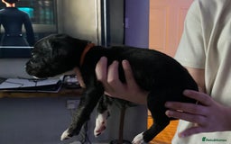 Mixed Breed dogs for sale: Cane corso x  - Image 15