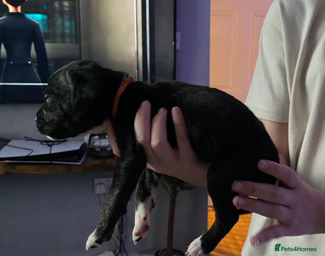 Mixed Breed dogs for sale: Cane corso x  - Image 15