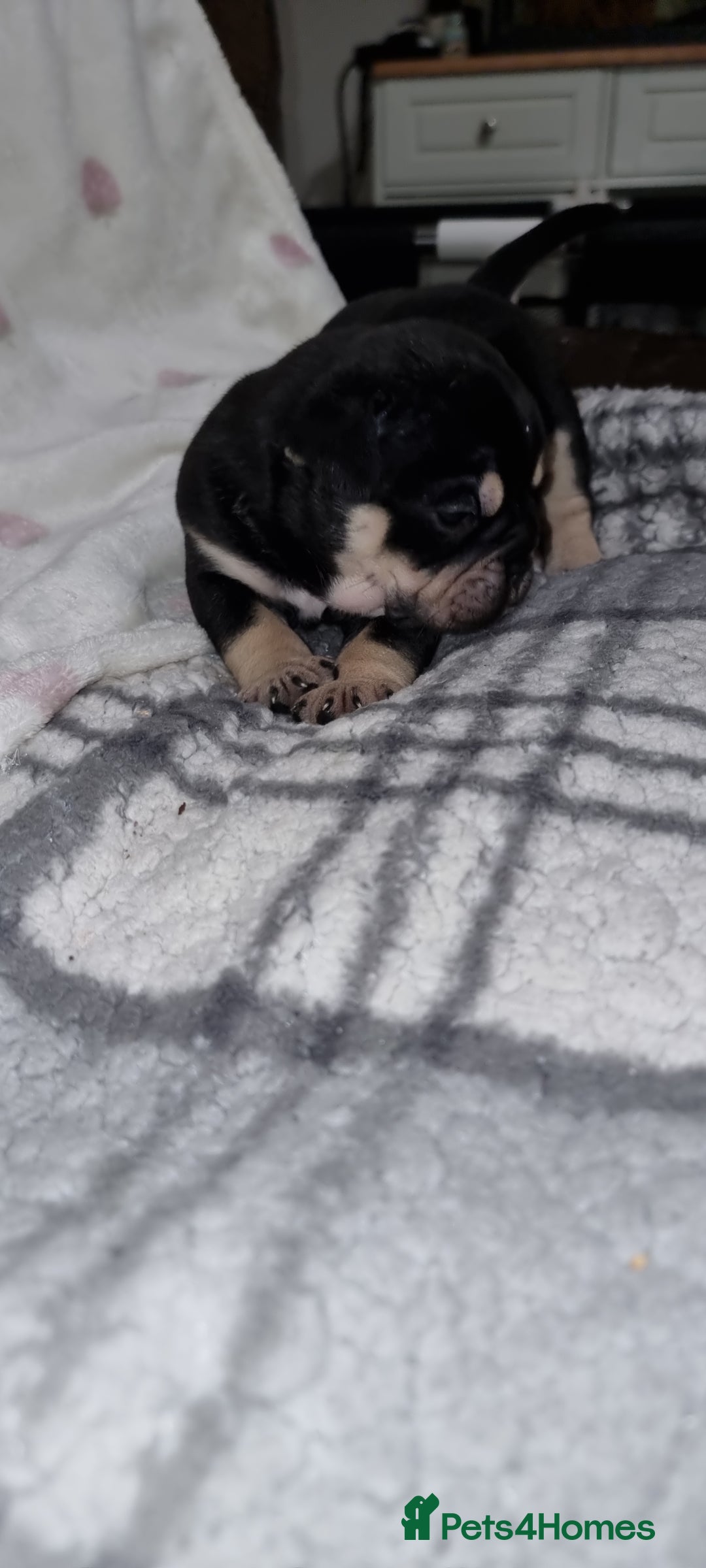 Olde English Bulldogge dogs for sale: Olde English bulldogge puppys - Advert 11