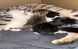 Mixed Breed cats for sale: Kitten - Advert 1