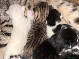 Mixed Breed cats for sale: Kitten - Advert 2