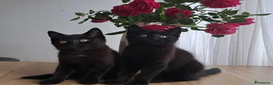 Fully Black Kittens - Shorthair