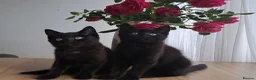 Russian Blue cats for sale: Stunning Russian Blue Cross Available 🐾 - Advert 16