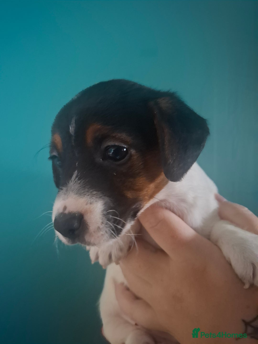 Jack Russell dogs for sale: Jack Russell pups - Image 10