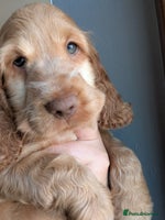 Cocker Spaniel dogs 🐾Pedigree Show cocker spaniel puppies🐾 - Advert 2