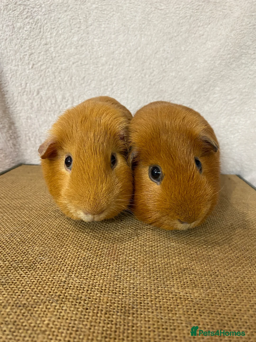 Guinea Pig rodents for sale: 2 pairs of stunning Guinea pigs ready now - Advert 1