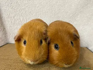 Guinea Pig rodents 2 stunning brothers ready now - Advert 12