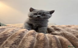 British Shorthair cats for sale: Blue and Lilac British shorthair boys  - Image 2