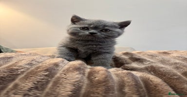 British Shorthair cats - Advert 6