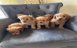Labradoodle dogs for sale: LICENSED BREEDER Health tested mini labradoodles - Image 4
