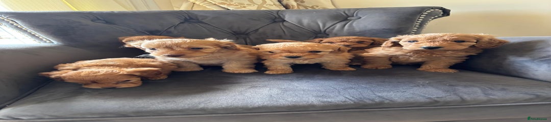 Labradoodle Puppy 2