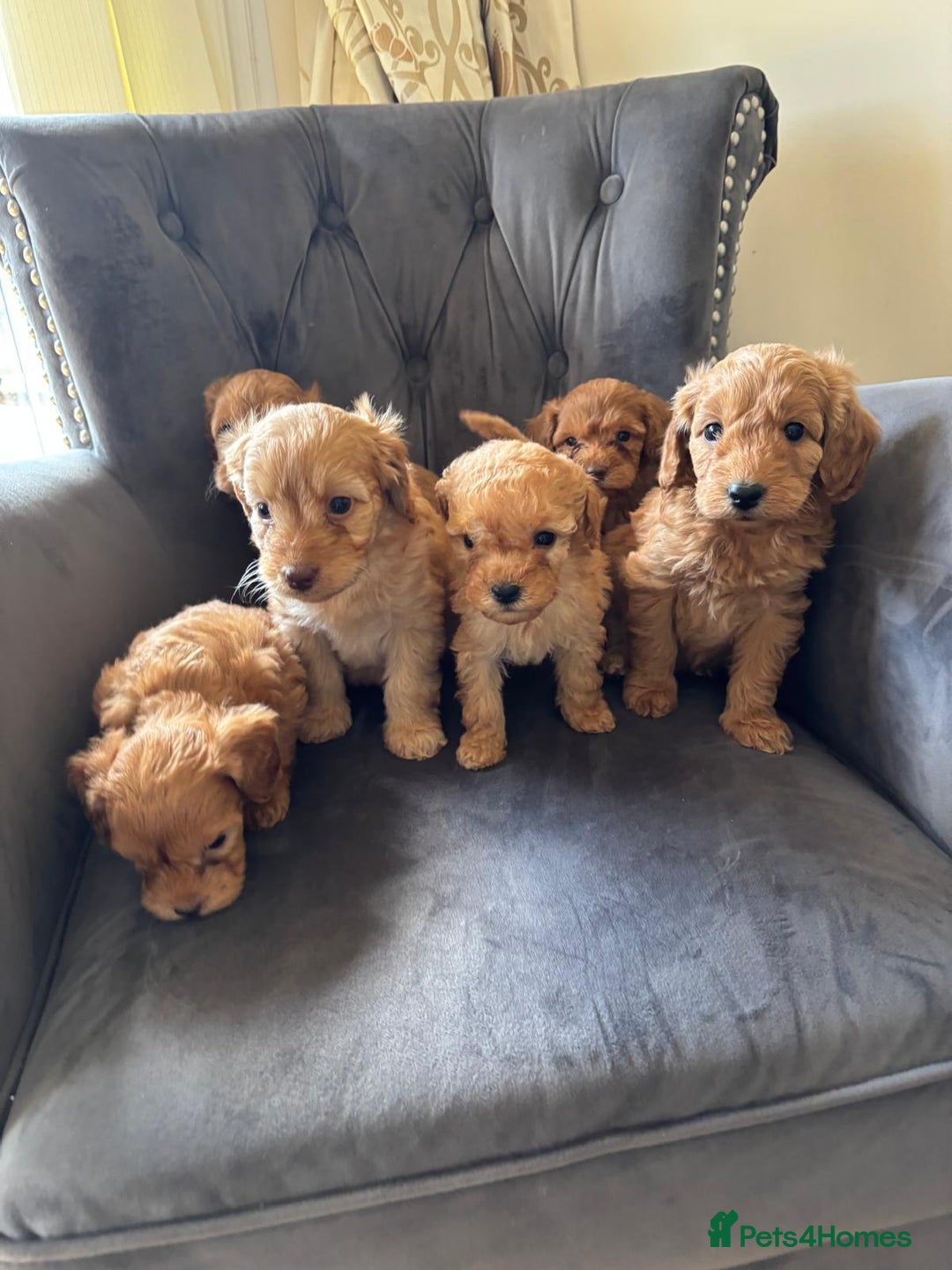 Labradoodle dogs for sale: LICENSED BREEDER Health tested mini labradoodles - Image 4