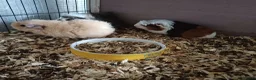 Mixed Breed rodents for sale: Baby boy and girls guinea pigs ready soon - Advert 6