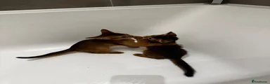 Abyssinian 2