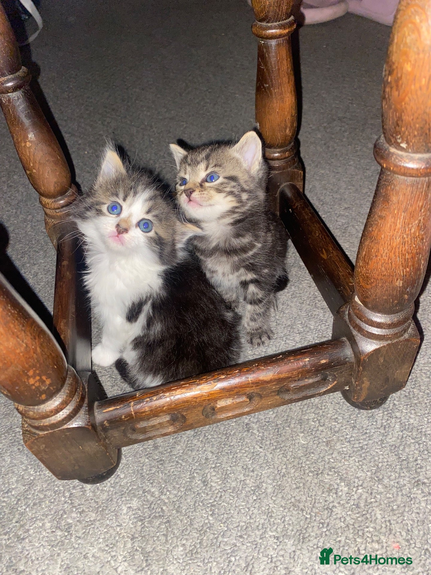 Mixed Breed cats for sale: Four beautiful kittens  - Advert 1