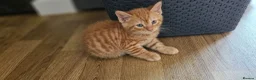 Mixed Breed cats for sale: Gorgeous ginger girl looking for forever home - Advert 3