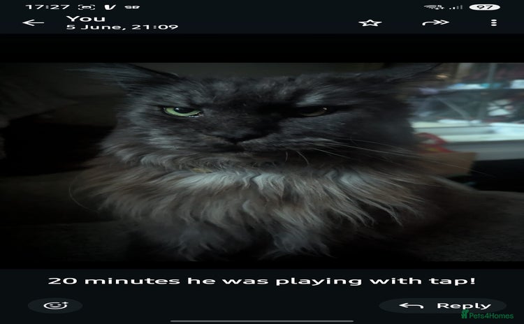 Maine Coon cats - Advert 5