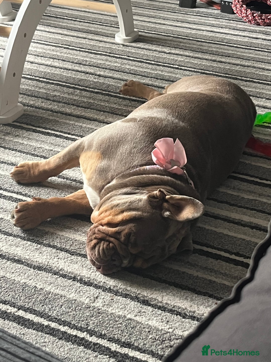 English Bulldog dogs for sale: Bonnie 3 year old British bulldog  - Advert 4
