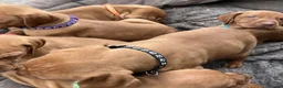 Hungarian Vizsla dogs for sale: Knowledgeable Choice for a Loyal Vizsla Companions in Cardiff - Advert 9