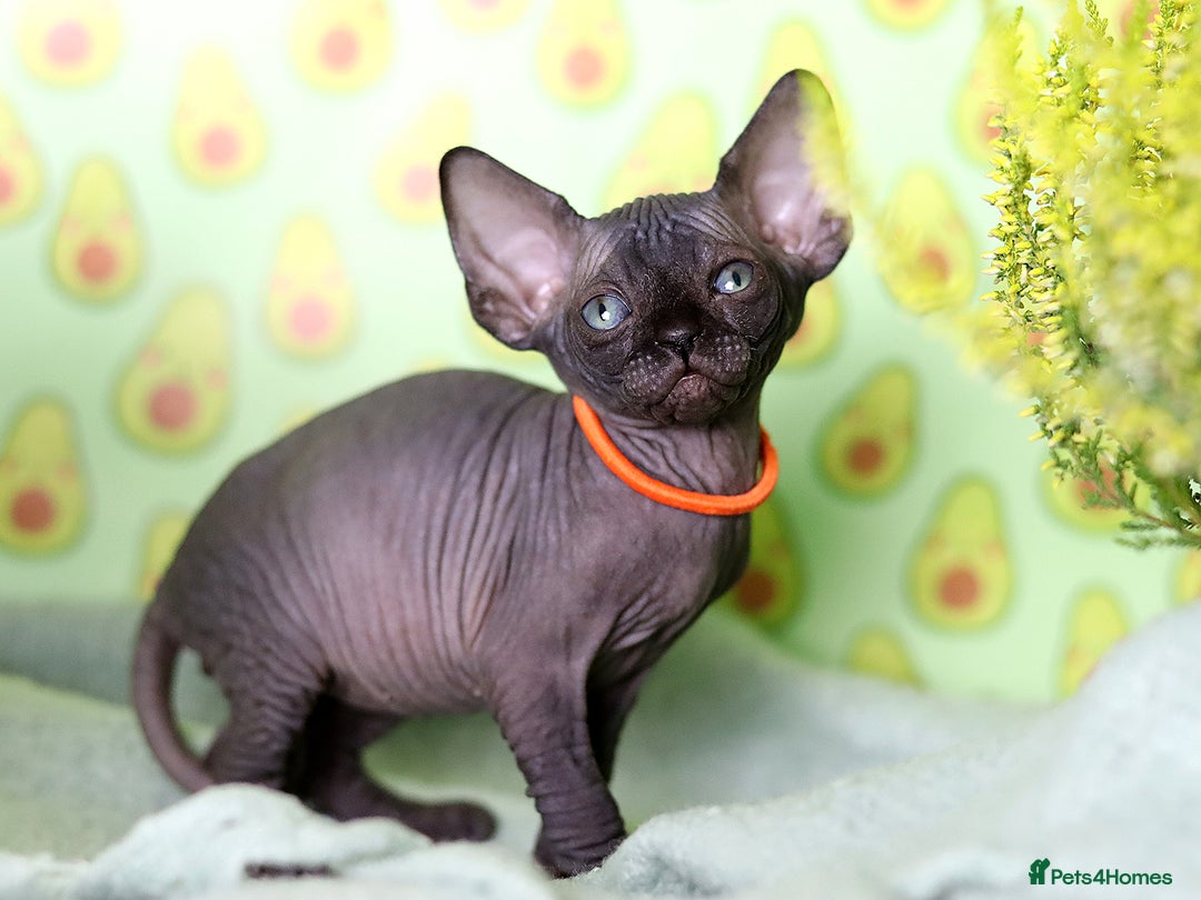 Sphynx cats for sale: Bloodline Sphynx Kittens  - Image 19
