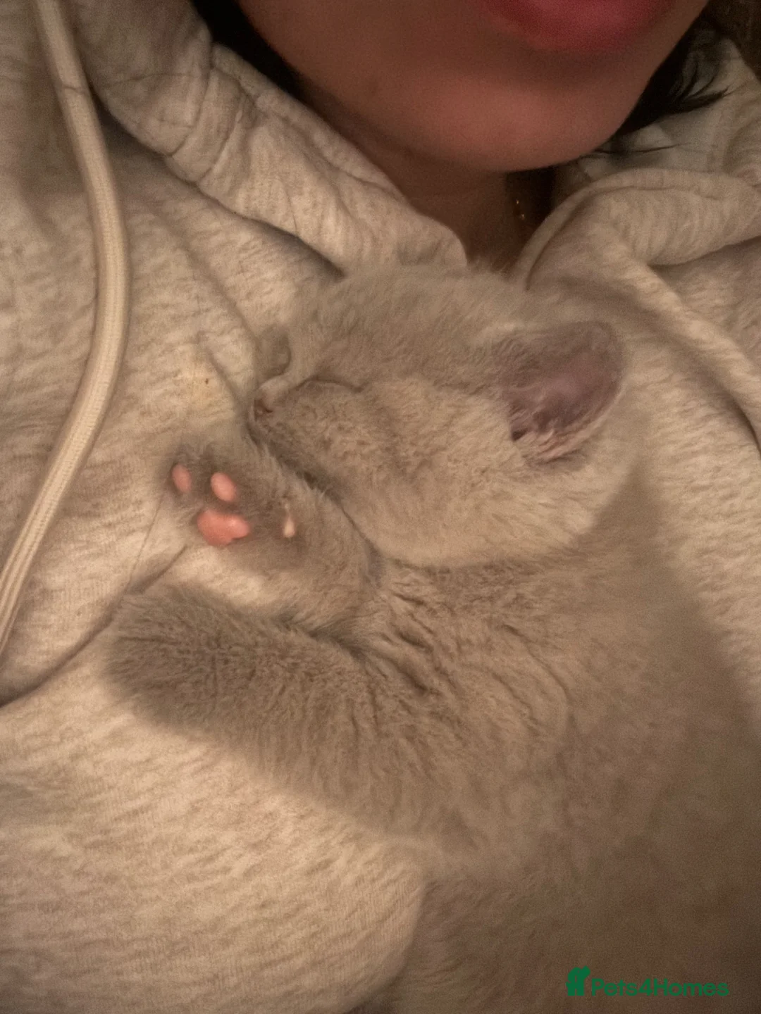 British Shorthair cats for sale: Chunky Pedigree British Shorthairs  in Northampton - Advert 10