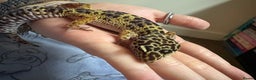 Gecko reptiles for sale: Snow leopard gecko  - Advert 2