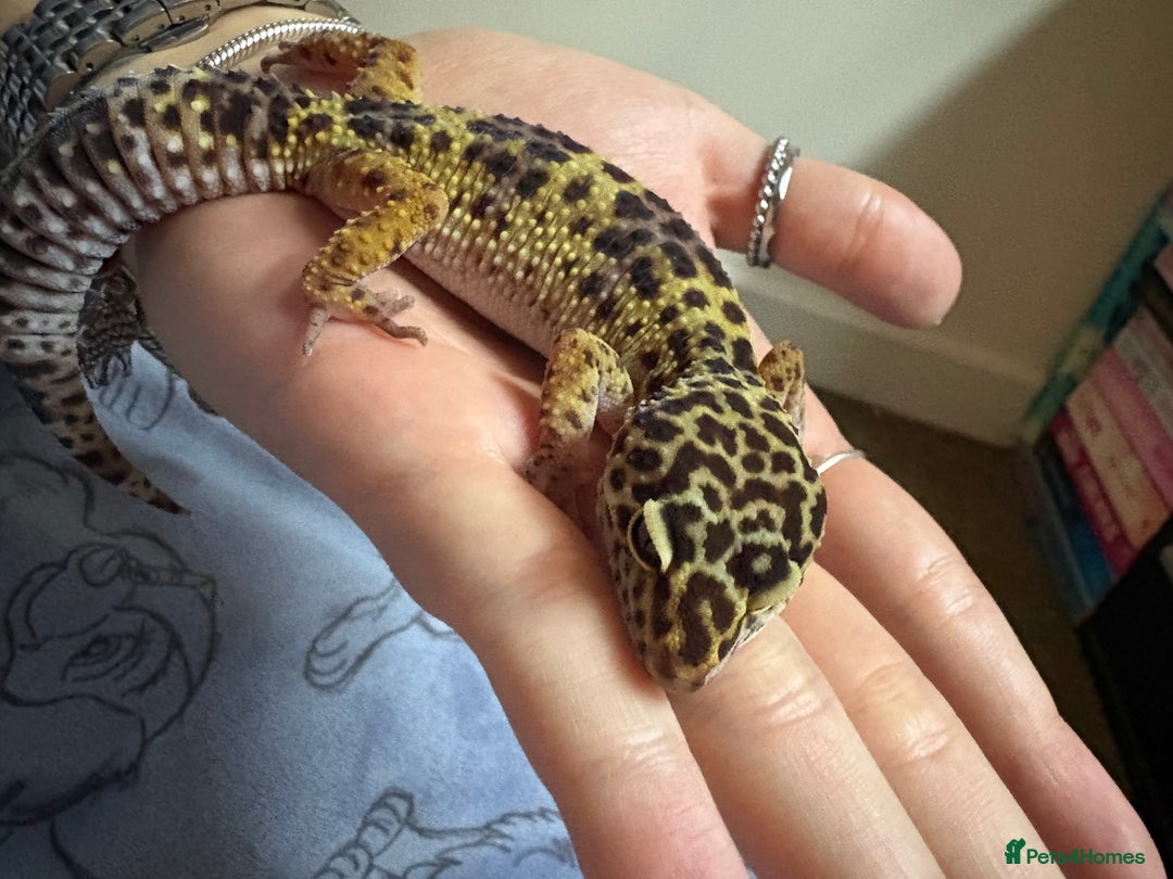 Gecko reptiles for sale: Snow leopard gecko  - Advert 2