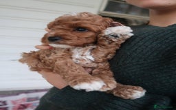 Cockapoo dogs for sale: Very unique Asian Toy Cockerpoos - Image 18