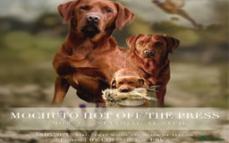 Labrador Retriever dogs for sale: Darkest Mahogany Fox Red Puppies - Image 2