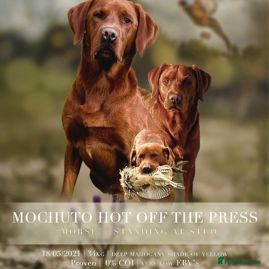 Labrador Retriever dogs for sale: Darkest Mahogany Fox Red Puppies - Image 2