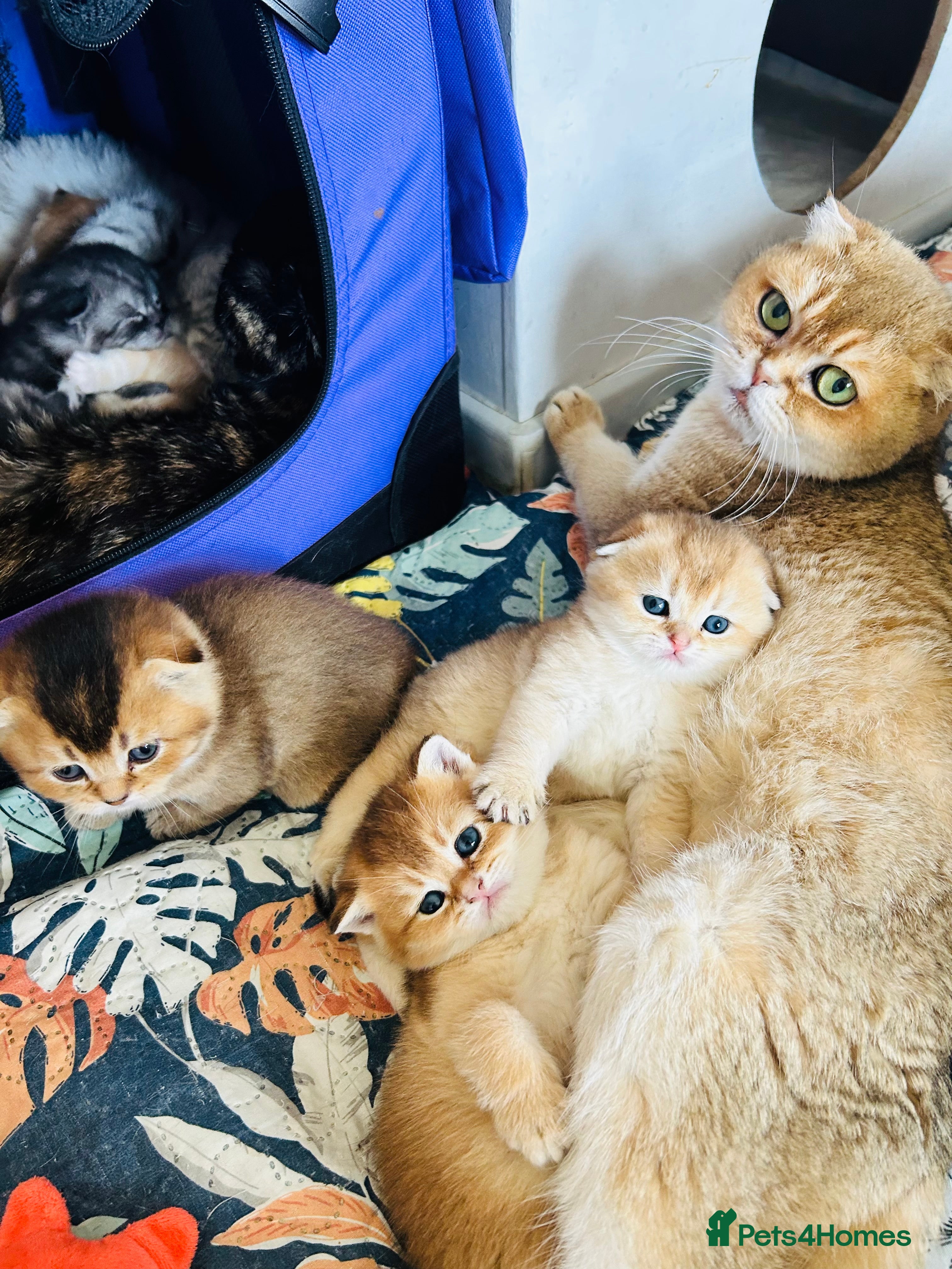 Scottish Fold cats  Tiny golden treasures for their forever homes! - Advert 1