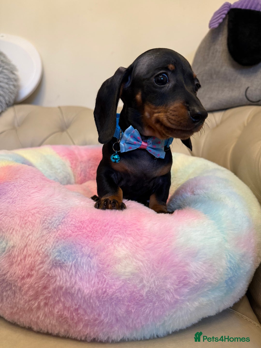 Miniature Dachshund dogs for sale: Miniature Dachshund Male Black & Tan Puppy  - Image 6