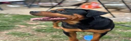 Rottweiler dogs for stud: Bruce the Rottweiler  - Advert 4