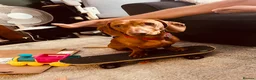 Dachshund dogs for sale: Standard Daschund Hugo  - Advert 9