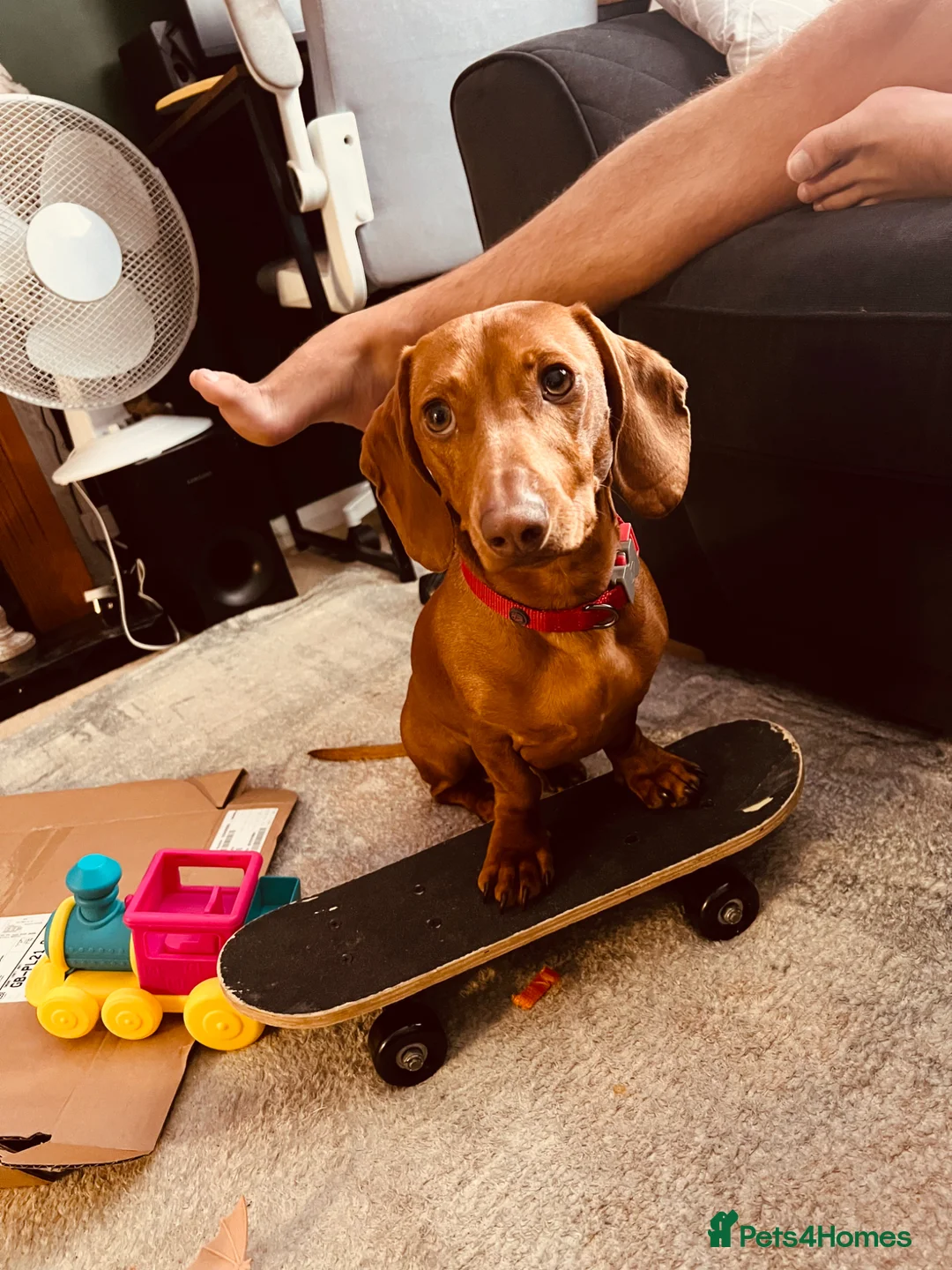 Dachshund dogs for sale: Standard Daschund Hugo  - Advert 9
