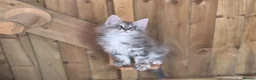 Maine Coon cats for sale: 2 Beautiful Maine Coon Kittens - Advert 8