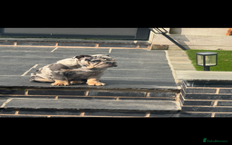 English Bulldog dogs for sale: Grey Merle male english bulldog puppy - Image 23