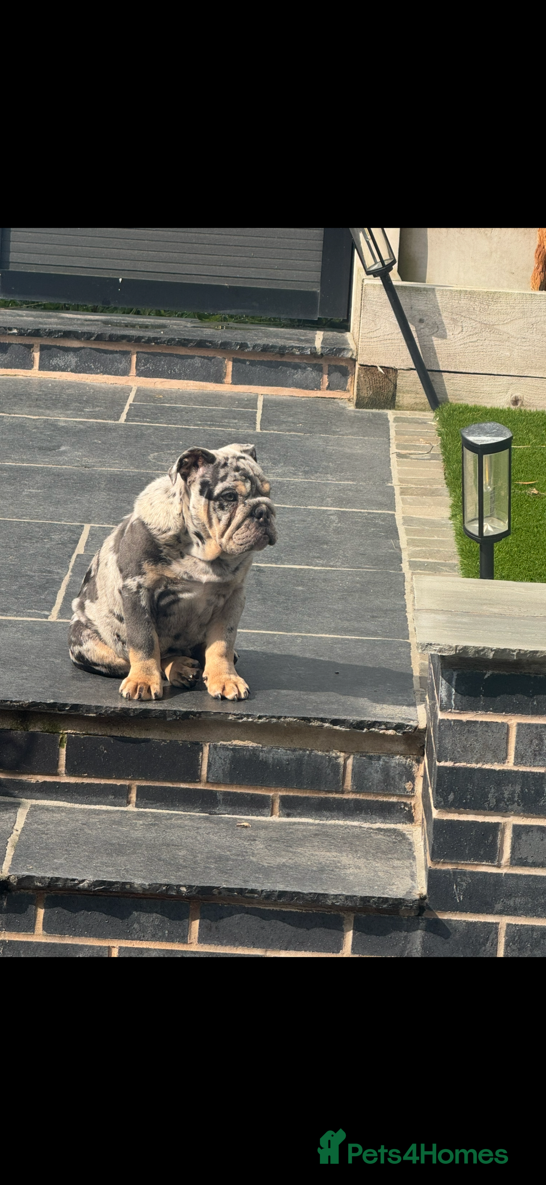 English Bulldog dogs for sale: Grey Merle male english bulldog puppy - Image 23