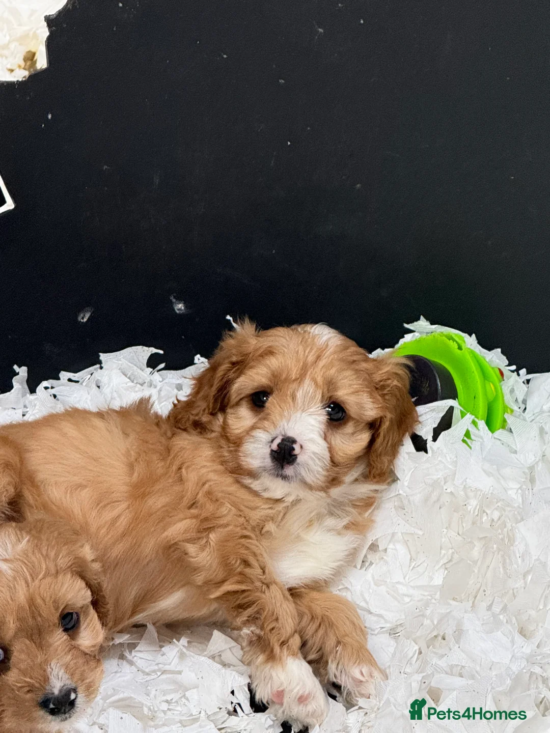 Cavapoo dogs for sale: Ready Now Stunning F1 Cavapoos  - Advert 2