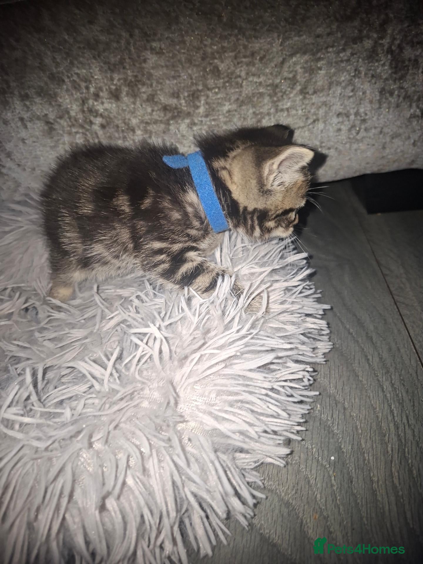 Mixed Breed cats Stunning kittens for sale - Advert 2