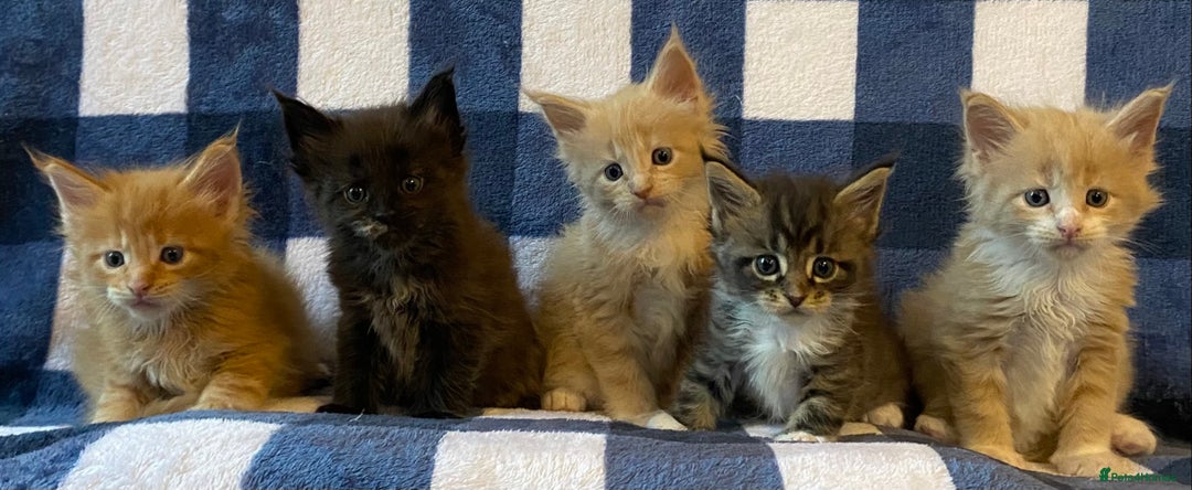 Maine Coon cats for sale: Beautiful Maine Coon Kitten - Champion Lines - Image 19